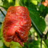 7 POD Apocalypse Caramelo , 10 semillas , Capsicum chinense (538)