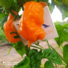 7 POD Barrackpore Yellow,10 semillas,Capsicum chinense (109)