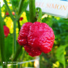 7 POD Brain STR. Red,10 semillas,Capsicum chinense (124)