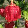 7 POD Bubblegum , 10 semillas , capsicum chinense (606)