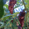 7 POD Bubblegum Chocolate , 10 semillas , Capsicum chinense (75)