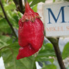 7 POD BubBlegum WAX Red , 10 semillas , Capsicum chinense (515)