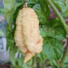7 POD Bubblegum X Naga,10 semillas,Capsicum chinense (314)