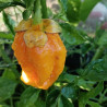 7 Pod BubBlegum Yellow,10 semillas,Capsicum chinense (390)
