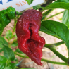 7 POD Chaguanas Chocolate,10 semillas,Capsicum chinense (108)