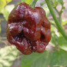 7 POD Congo Chocolate , 10 semillas, Capsicum chinense (76)