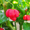 7 POD Infinity,10 semillas,Capsicum chinense  (105)