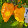 7 POD Jonah X Congo Yellow , 10 semillas , capsicum chinense (377)