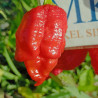 7 POD Lucy,10 semillas,seeds,Capsicum chinense (394)