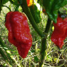 7 POD Primo X Naga Morich,10 semillas,seeds,Capsicum chinense (437)