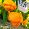 7 POD Primo Yellow,10 semillas,capsicum chinense (7)