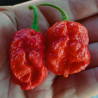 7 POD Simon , 10 semillas , Capsicum chinense (598)