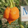 7 POD Yellow , 10 semillas , Capsicum chinense (663)