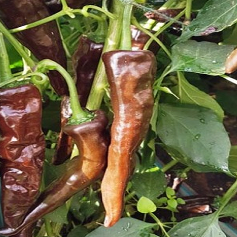 CHILE NEGRO ,Capsicum chinense,10 seeds,semillas ,cosecha propia (34)