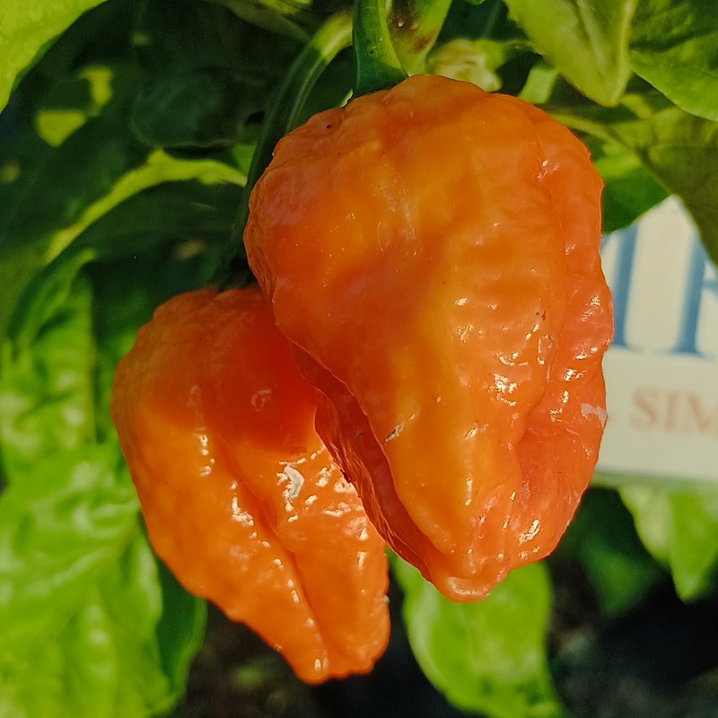 Big Mama Orange , 10 semillas , Capsicum chinense (562)