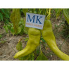 Aconcagua ,10 semillas ,Capsicum annuum (25)