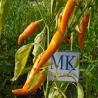 AGNETTO GOLD THICK, Capsicum annuum 10 ,semillas  (1)