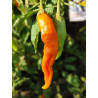 AJi Ahuachapau , 10 semillas , Capsicum baccatum (666)