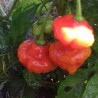 Aji Cachucha , 10 semillas , Capsicum chinense (104)