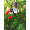 Aji Cajamarca,10 semillas,Capsicum chinense,(103)