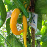 Aji Cedrino,10 semillas , Capsicum annuum (335)