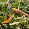 Aji Challuaruro,10 semillas,Capsicum baccatum(428)