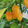 Aji Charapita Big Bird,10 semillas , Capsicum chinense (570)