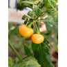 Aji Charapita Peach , 10 semillas , Capsicum chinense (754)