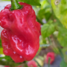 Aji Chombo,10 semillas,Capsicum chinense (119)