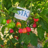 Aji Cochabamba ,Peru,10 semillas,Capsicum chinense (111)