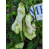 Aji Confusion , 10 semillas , Capsicum baccatum  (699)