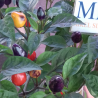 AJI de JARDIN,ORNAMENTAL, capsicum annum,10 semillas ,cosecha propia (29)