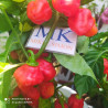 Aji Dulce Puerto Rico,10 semillas,Capsicum chinense (67)