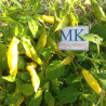 Aji Inka Hot , 10 semillas , Capsicum baccatum  (255)