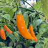 Aji Mango , 10 semillas , Capsicum baccatum (688)