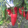Aji MonagreE 10 semillas,capsicum annuum  (57)