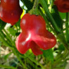 Aji Orchid , 10 semillas , Capsicum baccatum (505)