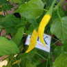 Aji Pineapple , 10 semillas , Capsicum baccatum (429)