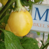 Aji Tangerine , 10 semillas , Capsicum baccatum (550)