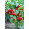 Alma Paprika Húngaro 10 semillas  Capsicum annuum (20)