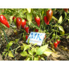 AMACHITO ROSO ,Capsicum annuum,10 seeds.semillas ,cosecha propia (46)