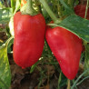 Amanda Sweet Pepper , 10 semillas,Capsicum annuum (626)