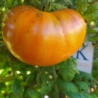 Amish Yellow Giant , 10 semillas (25)