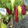 Anaheim , 10 semillas ,capsicum annuum (28)
