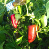 Ancho San Luis10 semillas,Capsicum annuum (52)