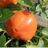 Apfel Paprika,10 semillas,seeds,Capsicum annuum,cosecha propia (276)