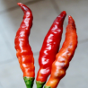 Assam , 10 semillas , Capsicum chinense (485)