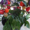 Aurora,Multicolor Capsicum annuum,10 semillas ,cosecha propia (39)