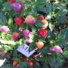 Barro do Ribeiro , 10 semillas , Capsicum baccatum (243)