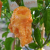 Bhut Jolokia Copenhaguen Orange,10 semillas,Capsicum chinense (380)